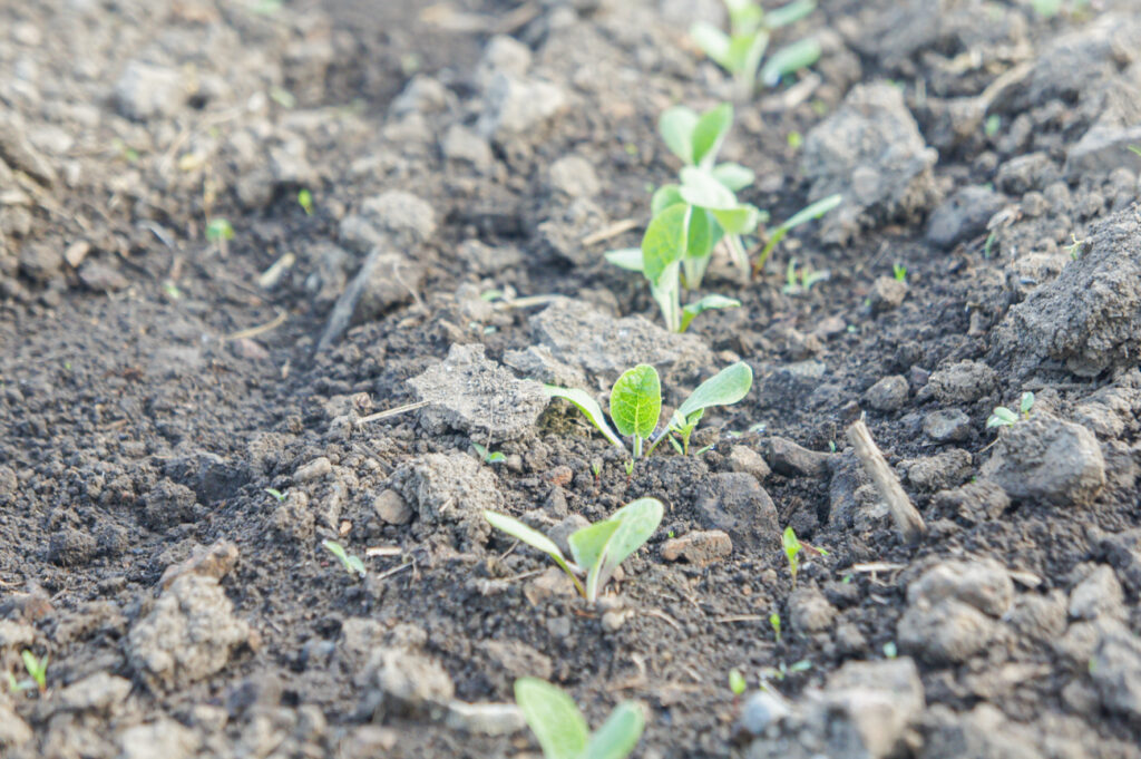 こだわりの土づくり