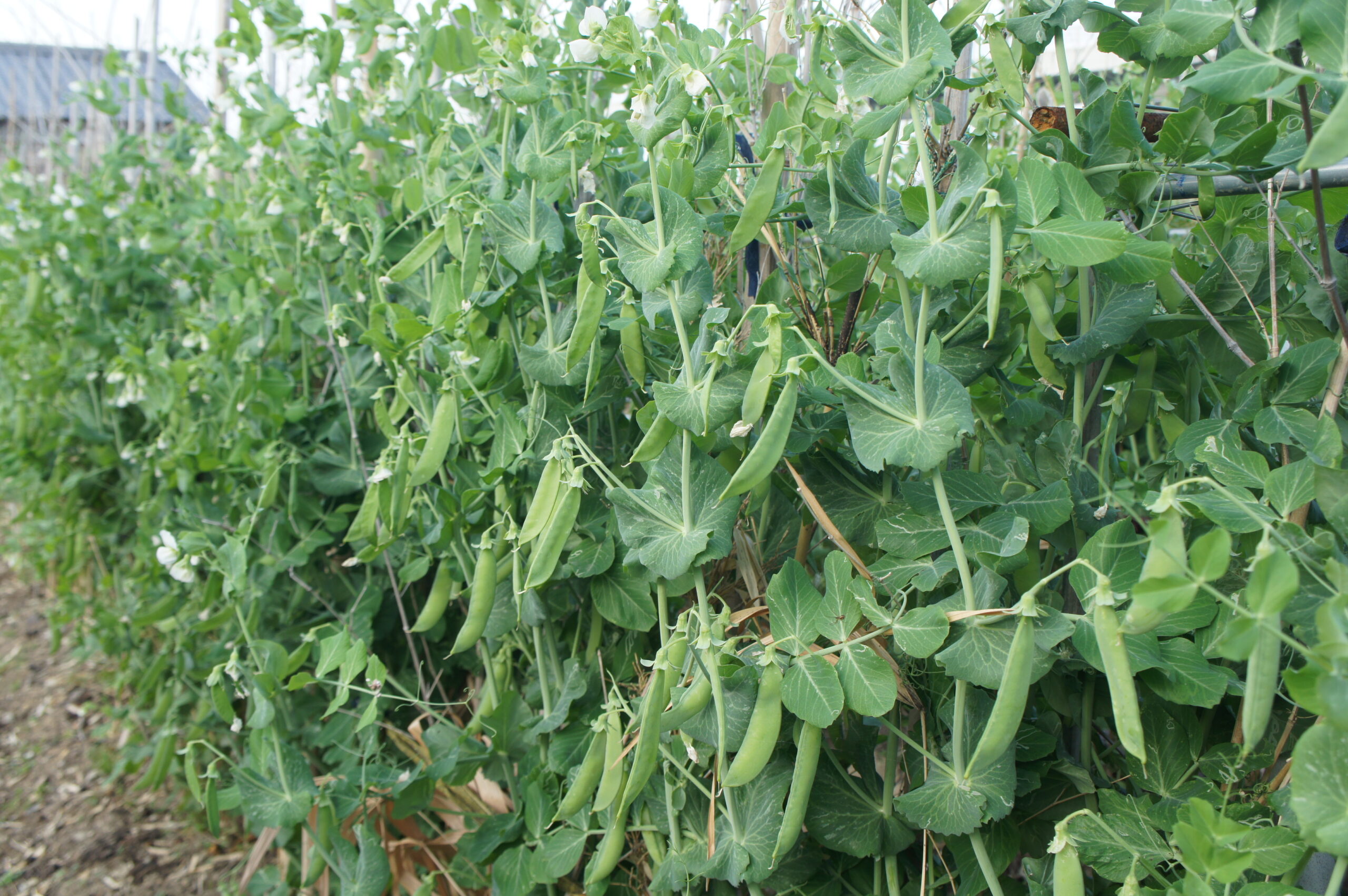 スナップエンドウ