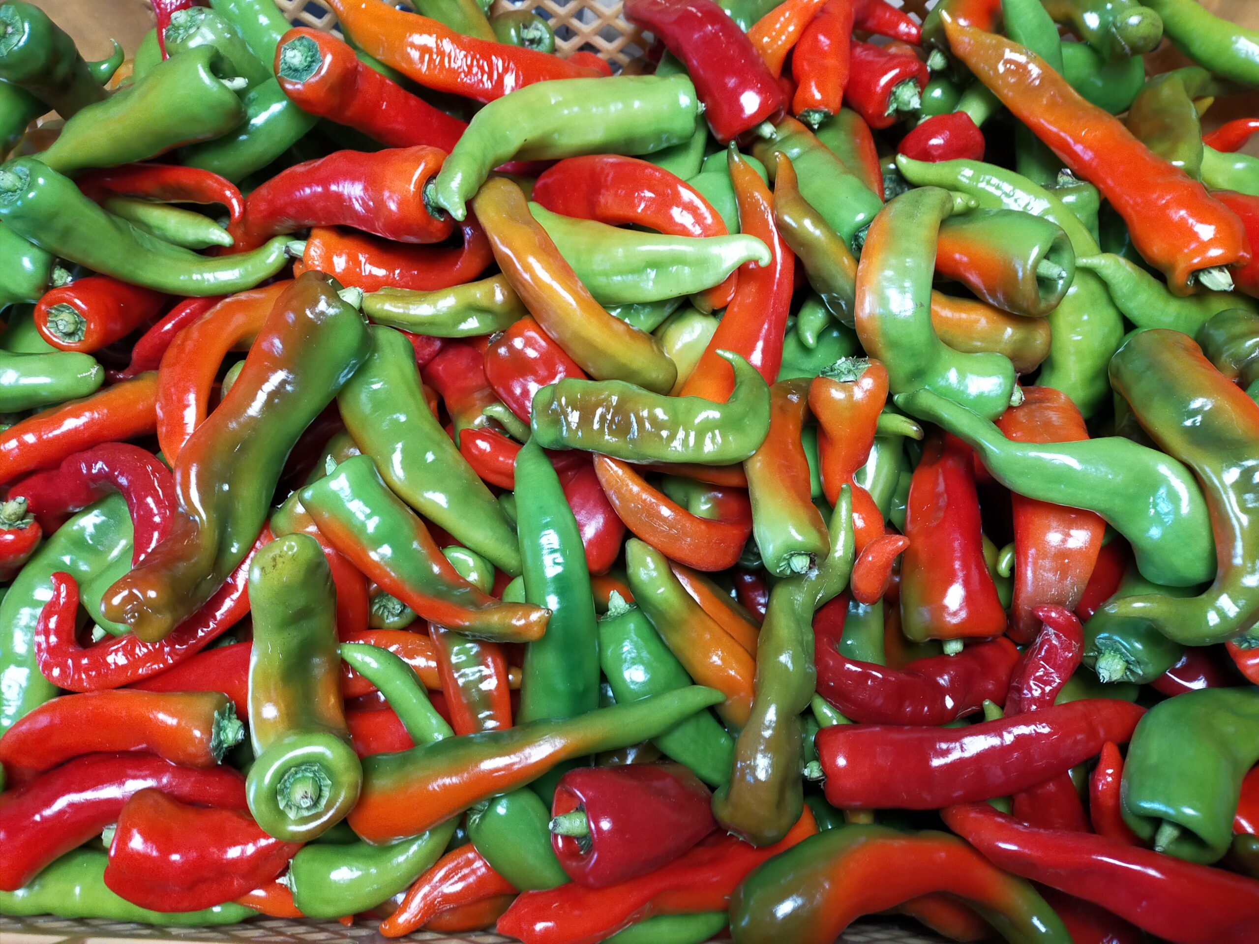 甘長とうがらし